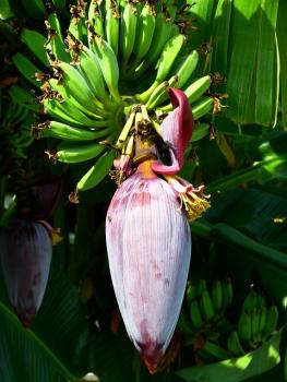 Banana Blossom/Banana Flower