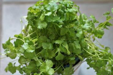 Coriander bunch