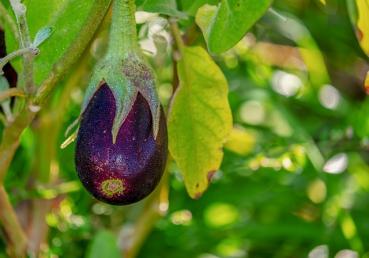 Eggplants Ethiopian Egg Fruit Garden Eggs