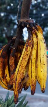 Plantain matoke