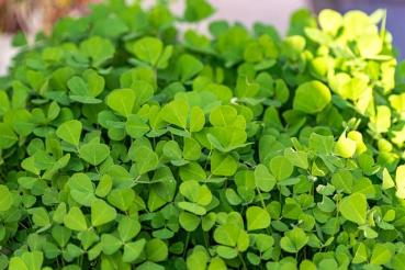 Methi / Fenugreek Leaves
