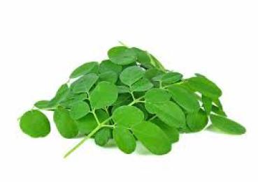 Drum stick Leaves