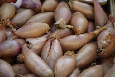 Mini onion/ shallots/ onion IN