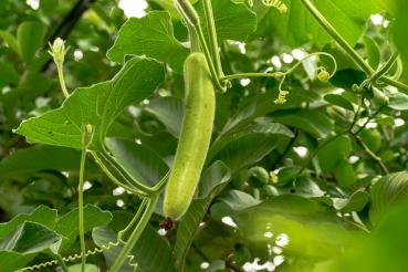 Bottle gourd Dudhi