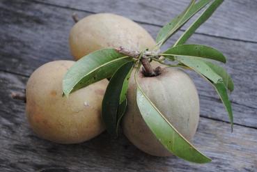 Sapodilla/Chikoo