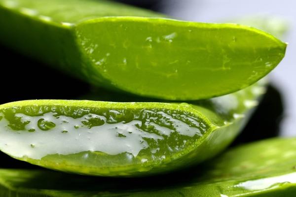 Aloe Vera frisch