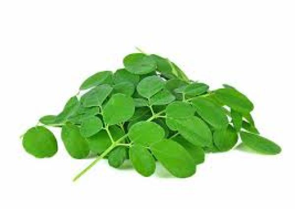Drum stick Leaves